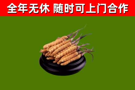 云州区回收冬虫夏草