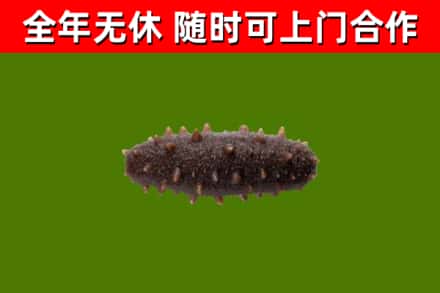 云州区回收海参干